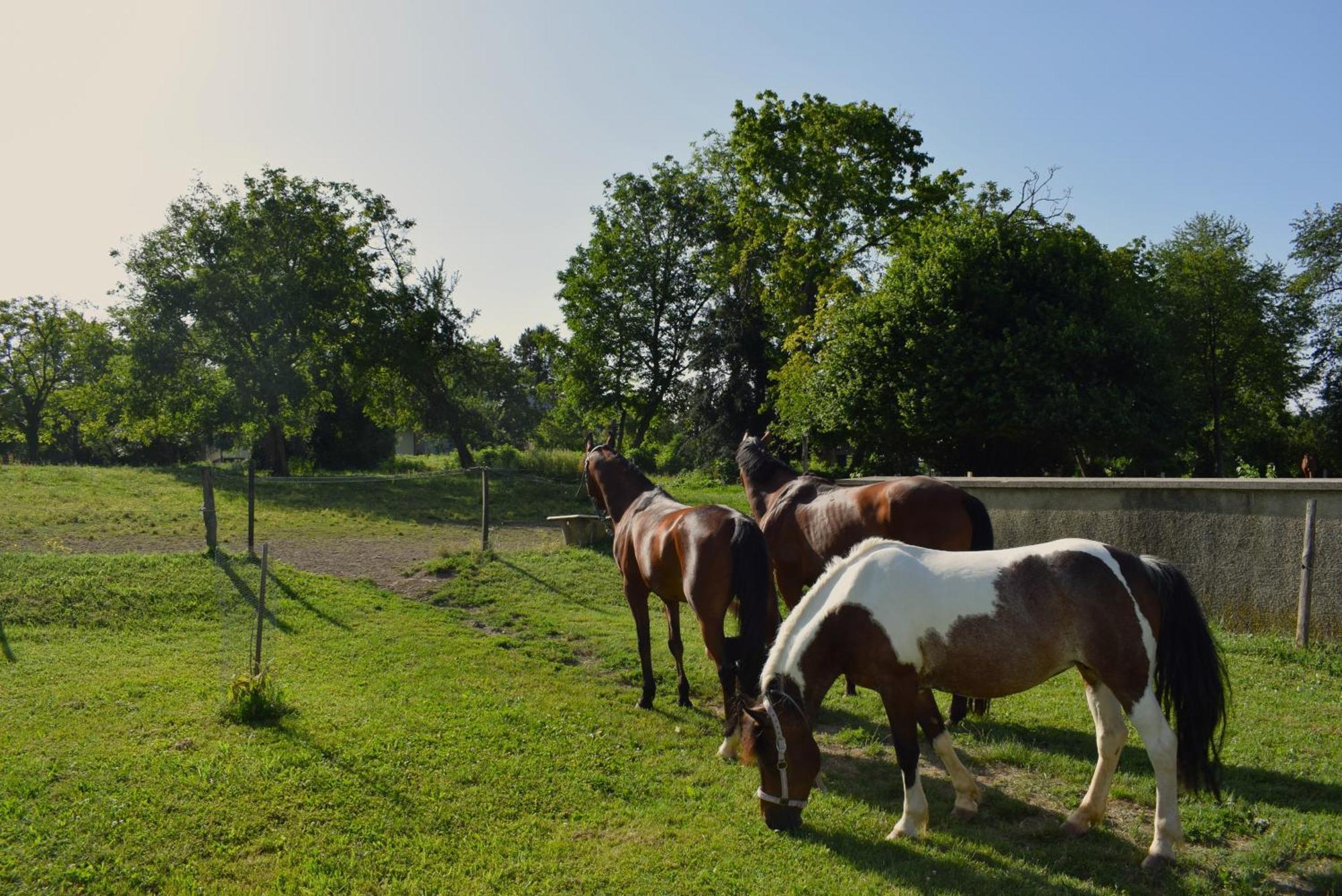Farm Stay Zevnik Brežice Esterno foto