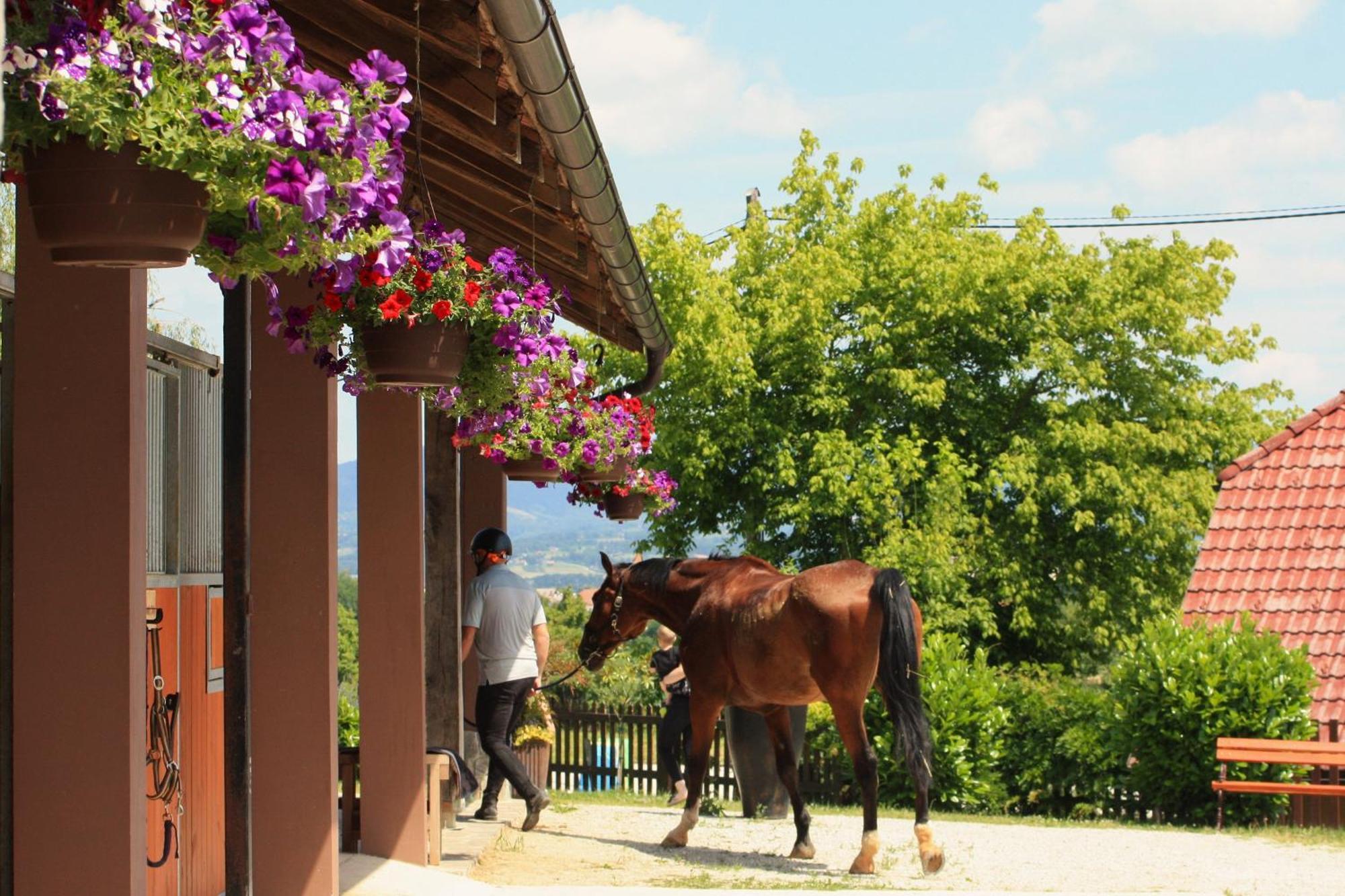 Farm Stay Zevnik Brežice Esterno foto